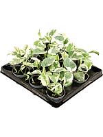 Эпипремнум Н-Джой H12 D6 см