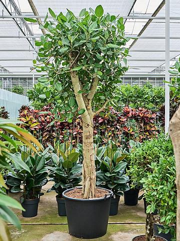 Фикус Бенгальский Одри