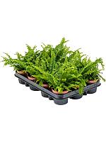 Нефролепис Грин Леди H20 D9 см