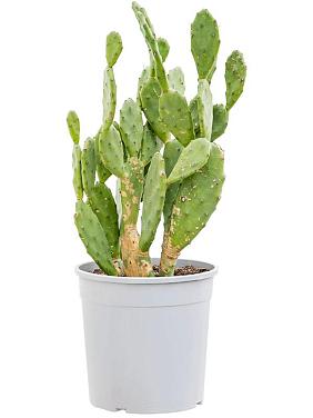 Опунция обыкновенная