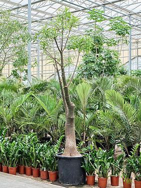 Брахихитон наскальный (Бутылочное дерево) Брахихитон наскальный (Бутылочное дерево)