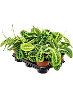 Маранта Лемон беложильчатая H35 D12 см