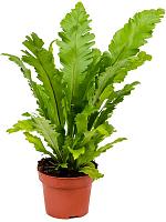 Асплениум Нидус Кампио H30 D12 см Асплениум Нидус Кампио H30 D12 см