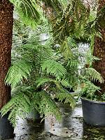 Диксония антарктическая H160 D45 см