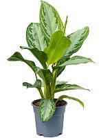 Аглаонема Сильвер Бей H55 D17 см