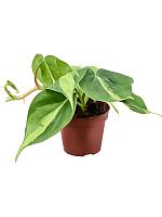 Филодендрон Сканденс Бразил H20 D9 см Филодендрон Сканденс Бразил H20 D9 см