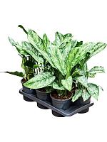 Аглаонема Пейнтед Принцесс H60 D17 см
