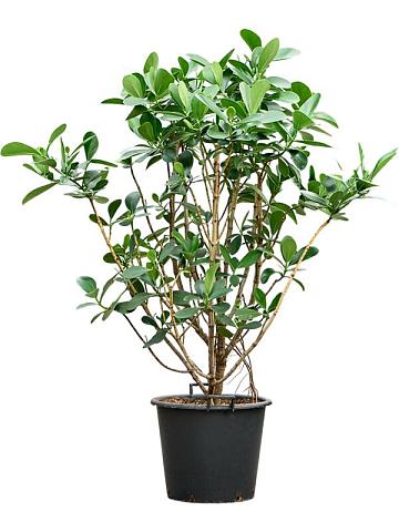 Клузия Росеа Клузия Росеа