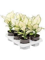 Аглаонема Вайт Джой H30 D12 см Аглаонема Вайт Джой H30 D12 см