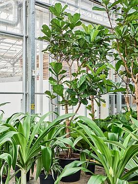 Фикус Лирата разветвленный Фикус Лирата разветвленный