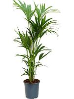 Ховея Форстера H140 D24 см