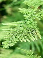 Аспарагус перистый Плюмозус H180 D38 см