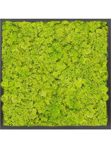 Картина из мха mdf ral 9005 satin gloss 100% reindeer moss (spring green) Картина из мха mdf ral 9005 satin gloss 100% reindeer moss (spring green)