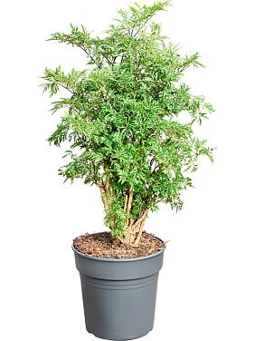 Полисциас Минг