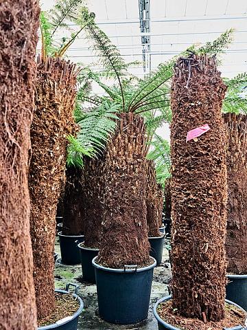 Диксония антарктическая Диксония антарктическая