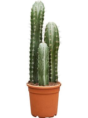 Стеноцереус Пруинозус Стеноцереус Пруинозус