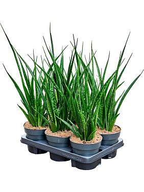 Сансевиерия Кирки Френдс Сансевиерия Кирки Френдс