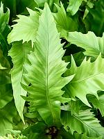 Асплениум Антикум H20 D12 см