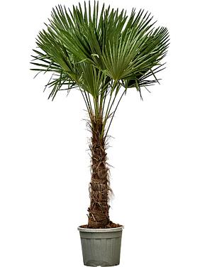 Трахикарпус Форчуна Трахикарпус Форчуна