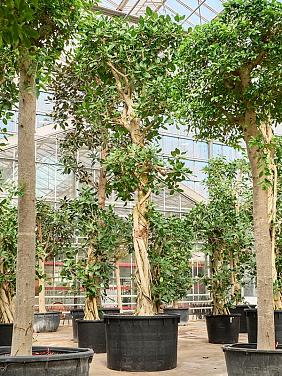 Фикус Бенгальский Одри