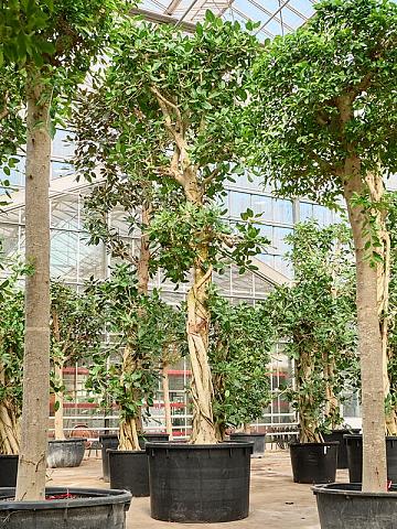 Фикус Бенгальский Одри