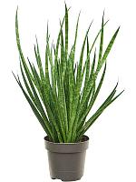 Сансевиерия Комет Кичака H35 D12 см