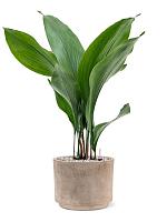 Аспидистра Элатиор высокая H60 D15 см