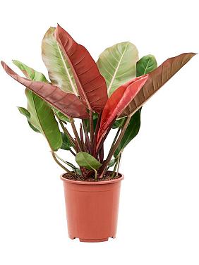 Филодендрон Принц Оранж Филодендрон Принц Оранж