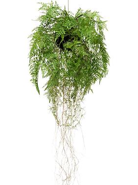 Папоротник Даваллия ампельный искусственный