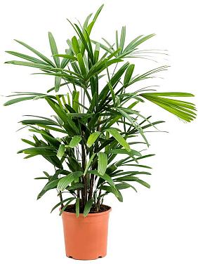 Рапис высокий Рапис высокий