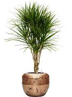 Драцена Маргината окаймленная разветвленная H140 D27 см