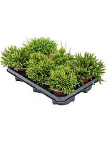 Рипсалис микс H20 D11 см Рипсалис микс H20 D11 см