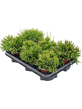 Рипсалис микс Рипсалис микс