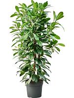 Фикус Циатистипула H165 D34 см
