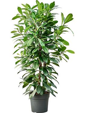 Фикус Циатистипула Фикус Циатистипула