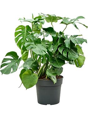 Монстера Делициоза (деликатесная) Монстера Делициоза (деликатесная)