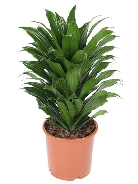 Драцена Фрагранс Компакта Драцена Фрагранс Компакта