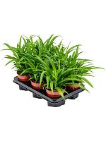 Хлорофитум Лемон хохлатый H35 D12 см