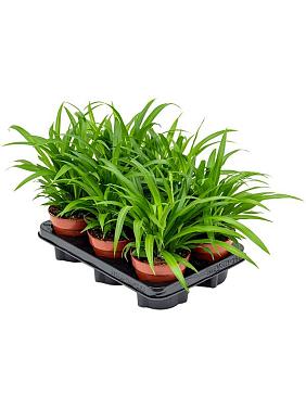 Хлорофитум Лемон хохлатый Хлорофитум Лемон хохлатый