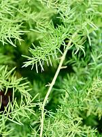 Аспарагус Шпренгера подвесной H60 D20 см