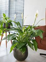 Кашпо Noor pot velvet green D27 H25 см