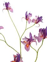 Ирис мини лиловый искусственный H105 см