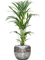 Ховея Форстера H100 D19 см