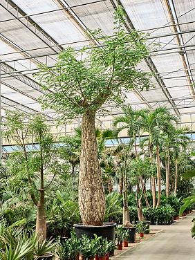 Сейба Великолепная (Хоризия) Сейба Великолепная (Хоризия)