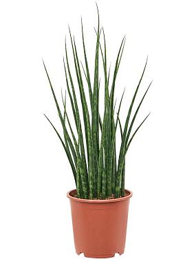 Сансевиерия Цилиндрика Фернвуд Микадо