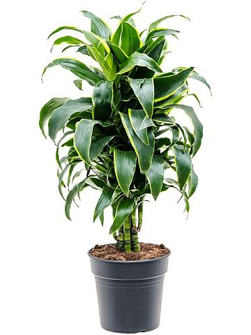 Драцена Фрагранс Дорадо разветвленная Драцена Фрагранс Дорадо разветвленная