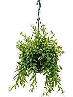 Эсхинантус Джэфролепис ампельный H30 D15 см