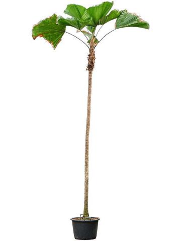 Ликуала Грандис Ликуала Грандис