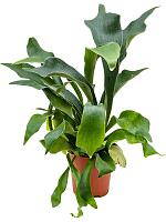 Платицериум Бифуркатум оленерогий H50 D12 см