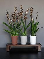 Кашпо Ceramic rosa m vanilla white D13 H16 см